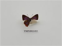 藏品(紫日灰蝶)的圖片